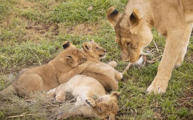 Leones en un zoo.