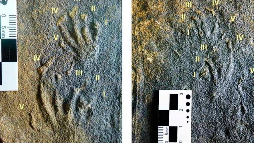 Imagen de los contramoldes analizados por el Museo del Jurásico de Asturias