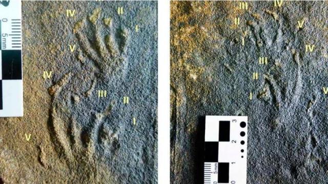 Imagen de los contramoldes analizados por el Museo del Jurásico de Asturias