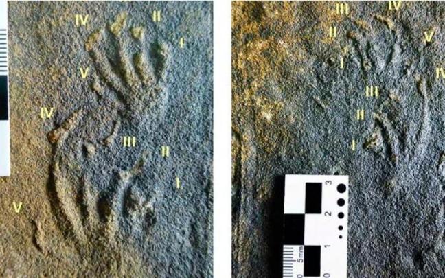 Imagen de los contramoldes analizados por el Museo del Jurásico de Asturias