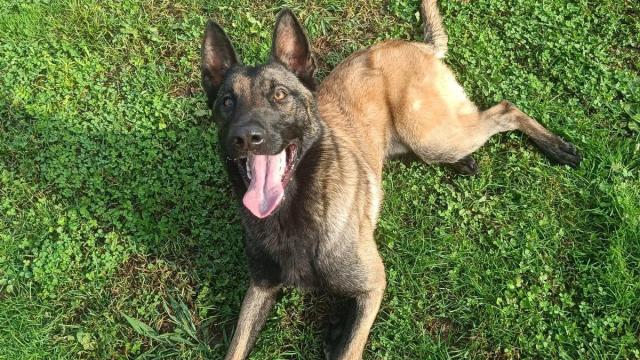 Imagen del Kion, uno de los perros que buscan familia de adopción