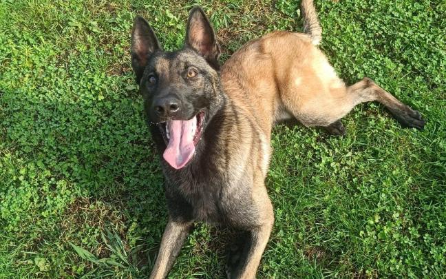 Imagen del Kion, uno de los perros que buscan familia de adopción