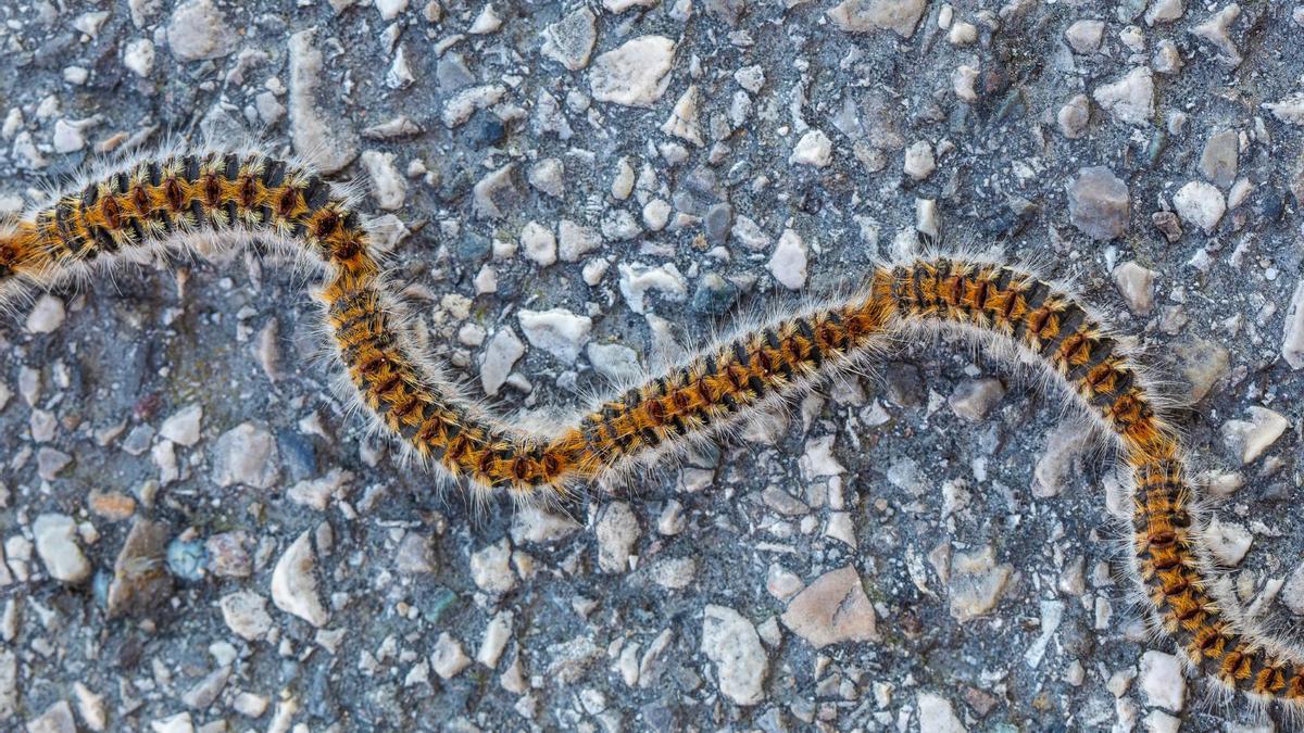 Orugas de la procesionaria del pino se desplazan en su característica fila india.