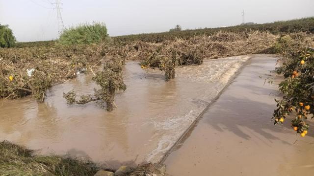 Imagen de un cultivo afectado por la dana