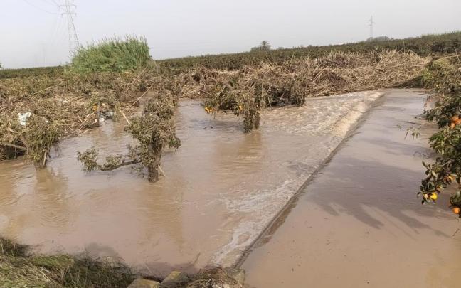 Imagen de un cultivo afectado por la dana