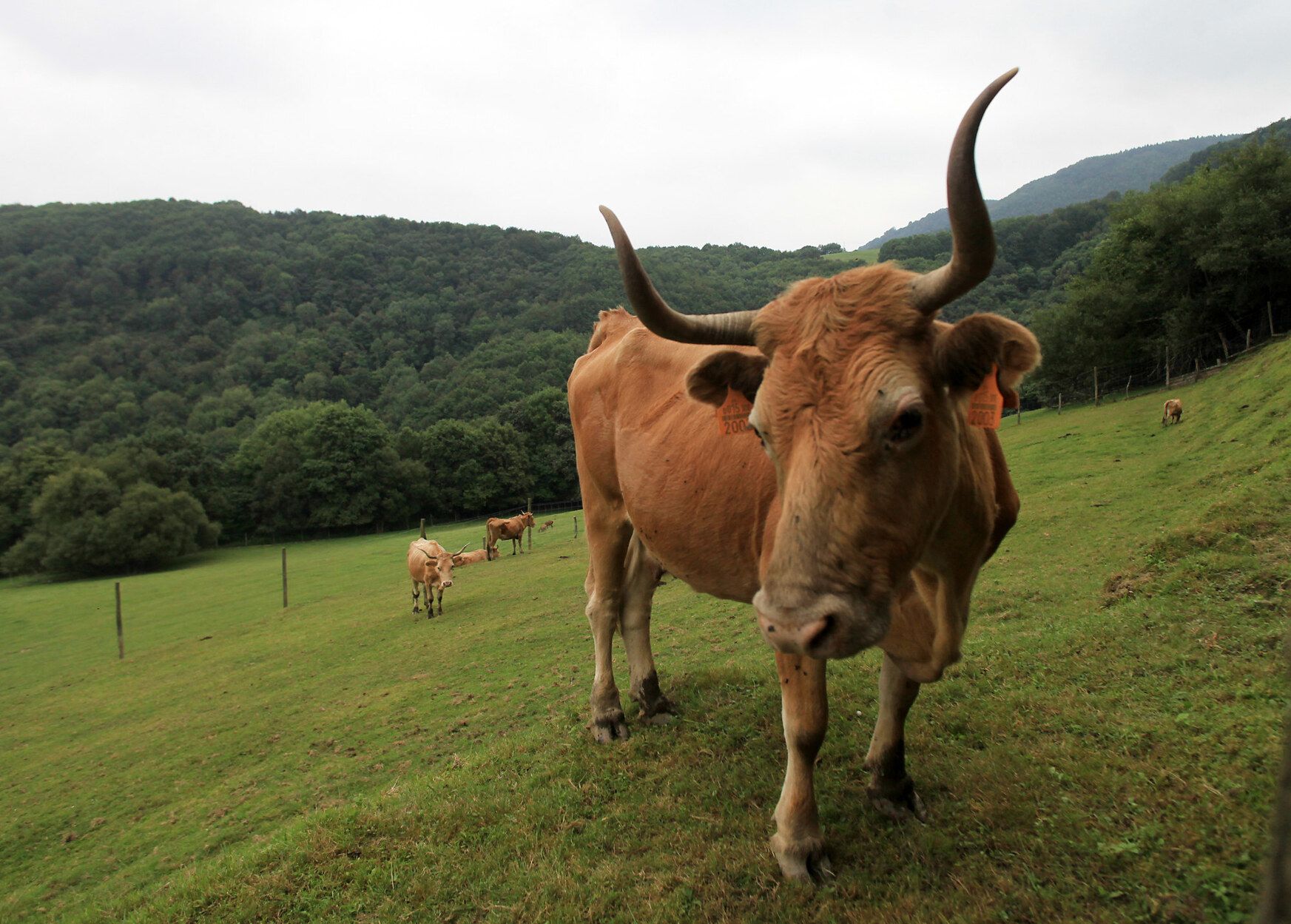 Vaca betizu en el parque natural de Pagoeta.