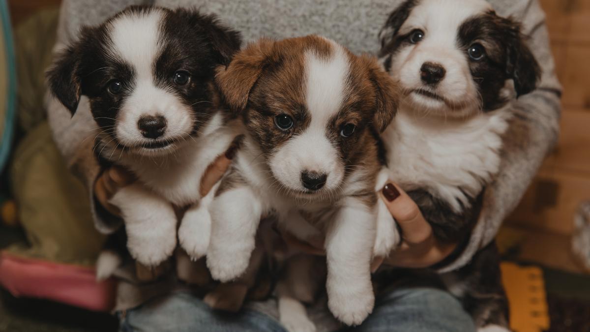 Imagen de archivo de perros ‘crossbreed’, unas mascotas que se están poniendo de moda / Freepik