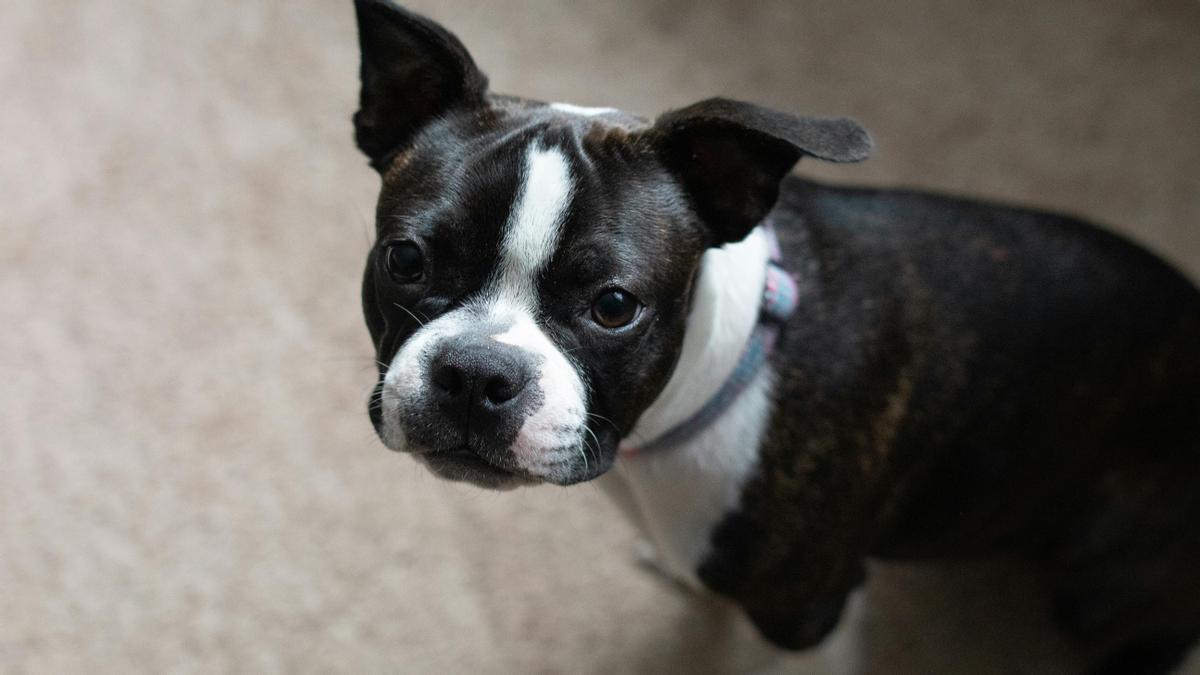 Boston terrier