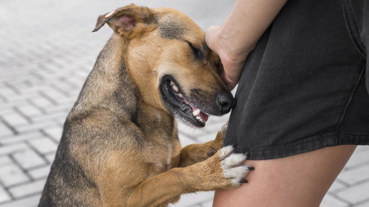 La Ley de Bienestar Animal obligaba a los dueños a realizar un curso de formación.