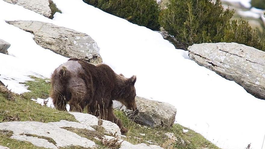 Un oso en el Pirineo aragonés.