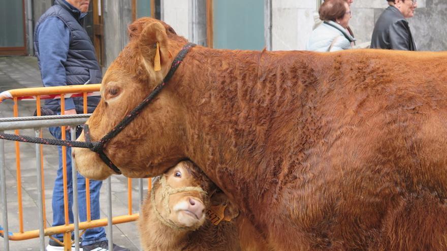 Una vaca y su ternera.