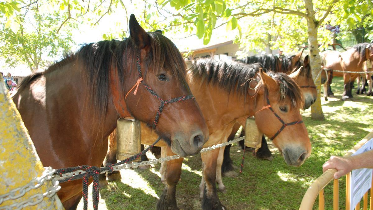 Caballos en una feria ganadera en Álava