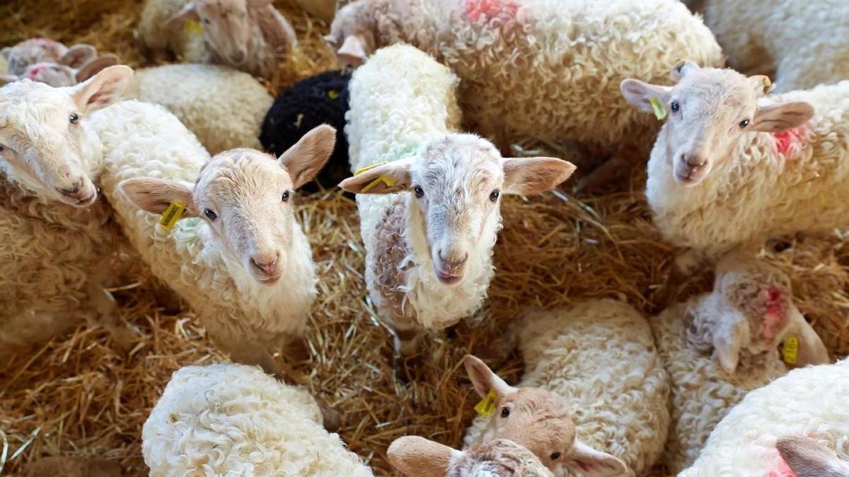 Rebaño de ovejas en Gomiztegi Baserria.