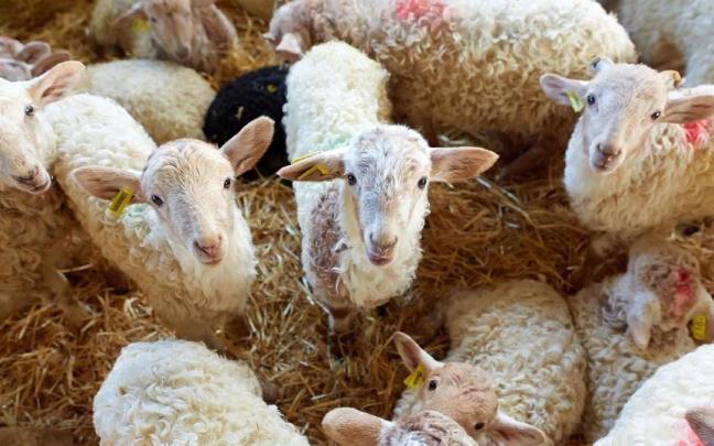 Rebaño de ovejas en Gomiztegi Baserria.