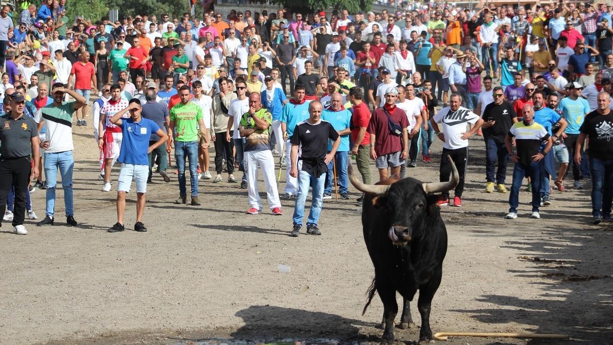 El Toro de la Vega que ha tenido lugar este martes en Tordesillas.