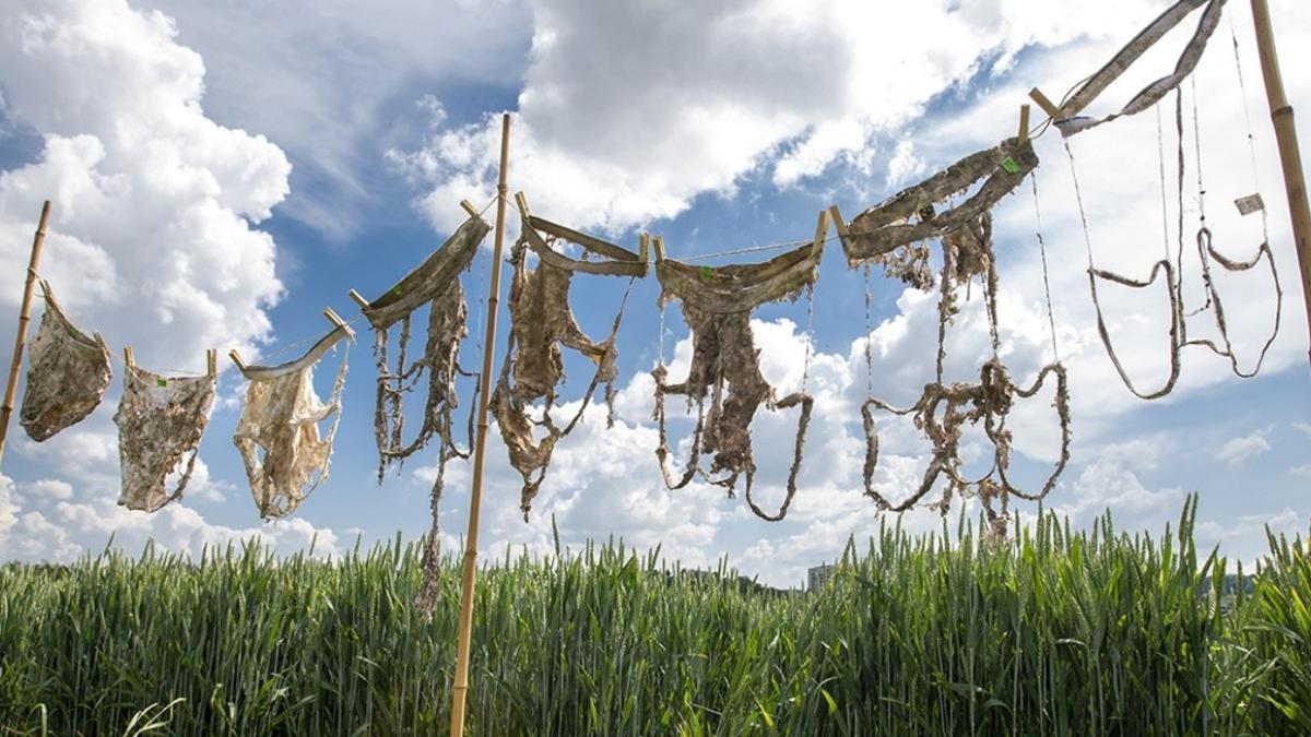 El grado de descomposición de la ropa interior permitió comprobar la actividad de los microorganismos presentes en diferentes terrenos.