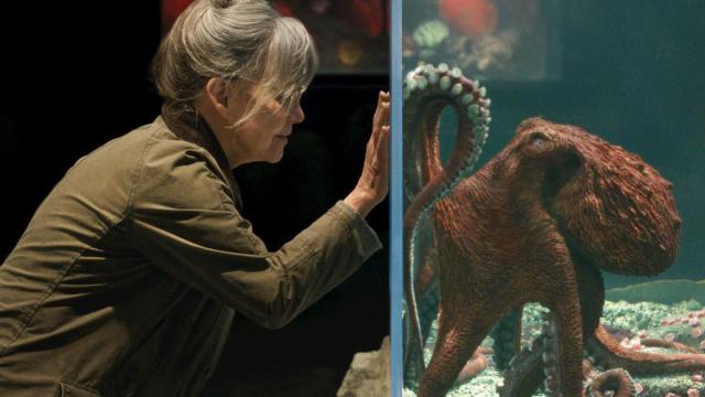 La actriz Sally Field en una escena de la película ‘Criaturas luminosas’