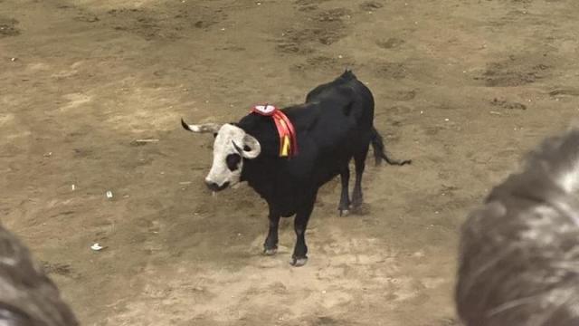 Festejos taurinos por las Fiestas de San Juan de Coria.