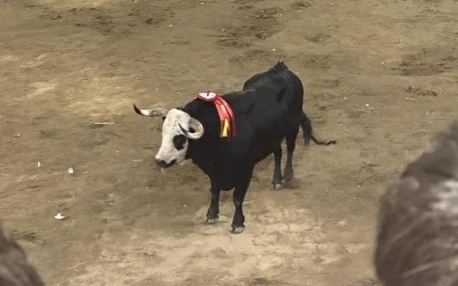 Festejos taurinos por las Fiestas de San Juan de Coria.