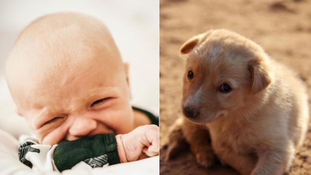 El karma llega a una comunidad de vecinos: denunciaba a una cachorra y ahora su bebé no para de llorar.