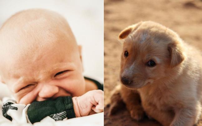 El karma llega a una comunidad de vecinos: denunciaba a una cachorra y ahora su bebé no para de llorar.