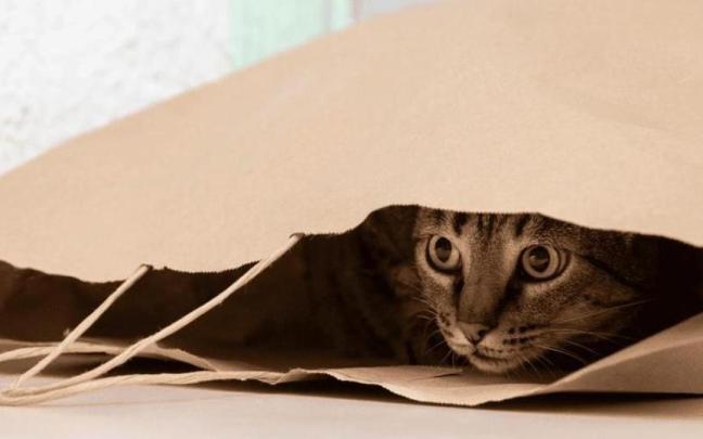 Un gato ha buscado un refugio ocasional dentro de una bolsa de papel.