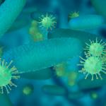 Bacteria de shigelosis. FREEPIK