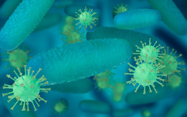 Bacteria de shigelosis. FREEPIK