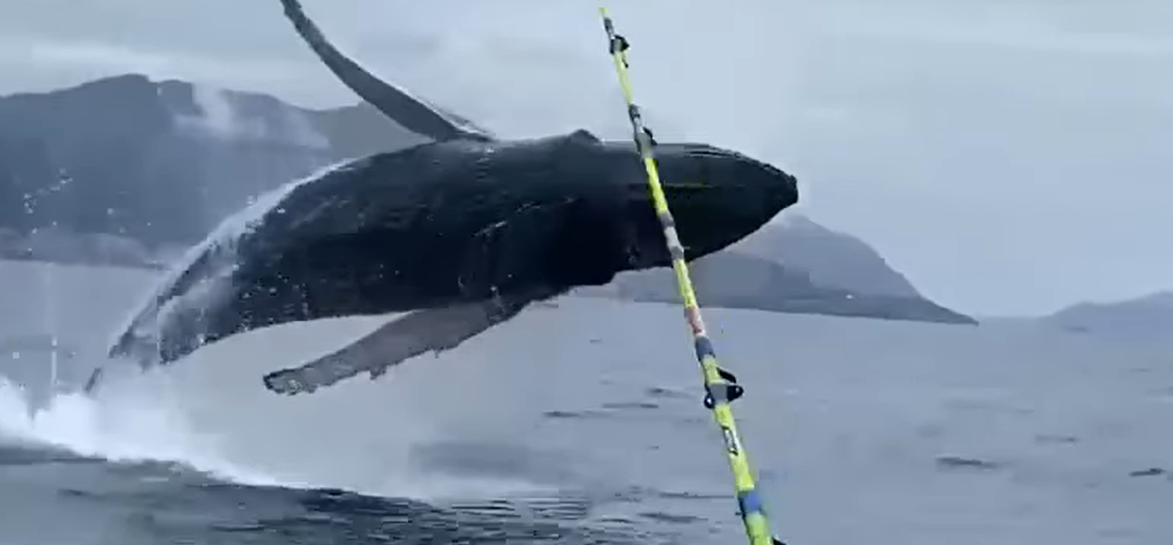 Una ballena Yubarte salta frente a Santurtzi. FUENTE: VERBALLENAS.COM Una ballena Yubarte salta frente a Santurtzi. FUENTE: VERBALLENAS.COM