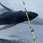 Una ballena Yubarte salta frente a Santurtzi. FUENTE: VERBALLENAS.COM