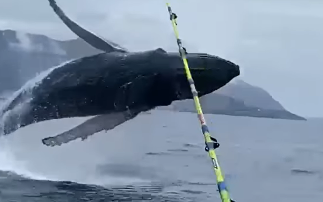 Una ballena Yubarte salta frente a Santurtzi. FUENTE: VERBALLENAS.COM
