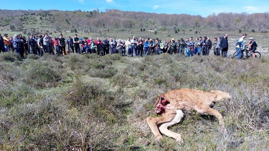 La batida simbólica este domingo sin armas en protesta a los ataques del lobo se ha topado con un ternero muerto. Foto: DNA