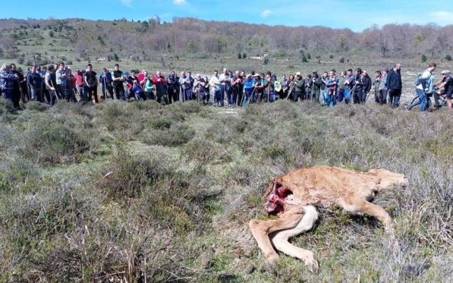 Noticias sobre Lobos en Onda Vasca