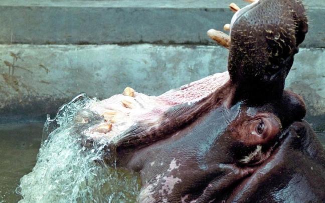Hipopótamo.
