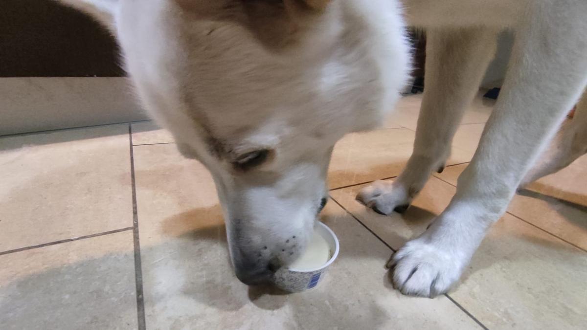 Un perro, comiendo un helado de la marca Animal Ice Cream.
