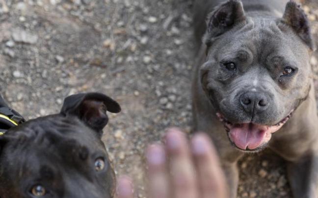 Imagen de un pitbull.