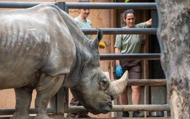 Pedro, el rinoceronte fallecido.