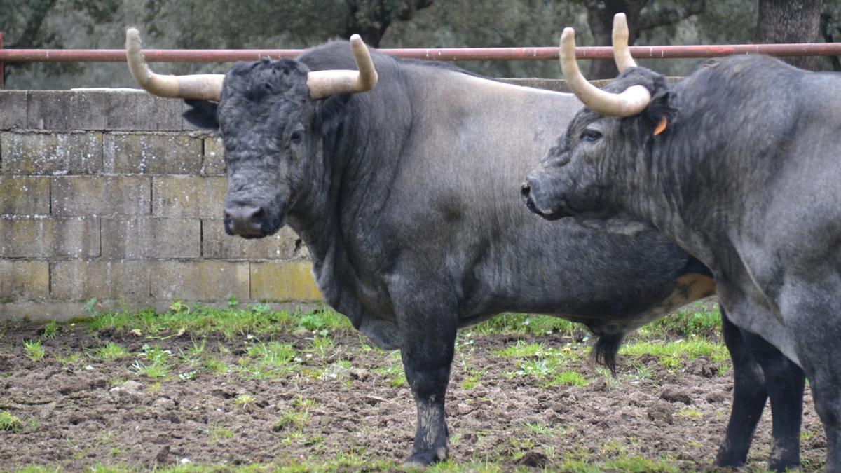 Toros de la ganadería José Escolar.