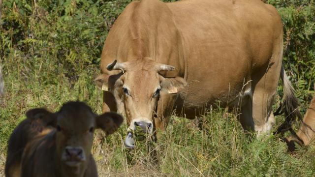 Imagen de archivo de una vaca.