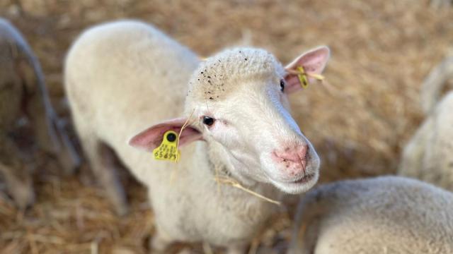 Oveja en una granja.