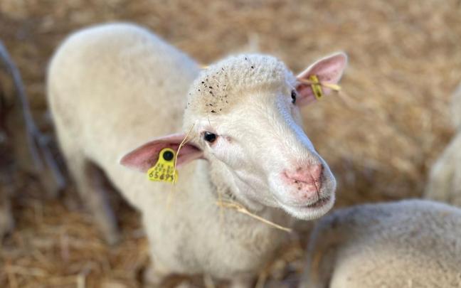 Oveja en una granja.