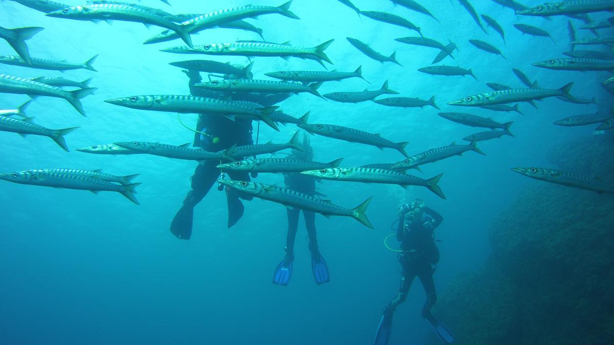 Reserva Marina de la Costa Norte de Menorca, en Islas Baleares.