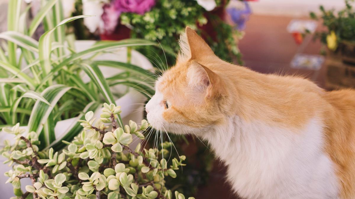 Un gato olfatea e investiga entre las plantas de su balcón.