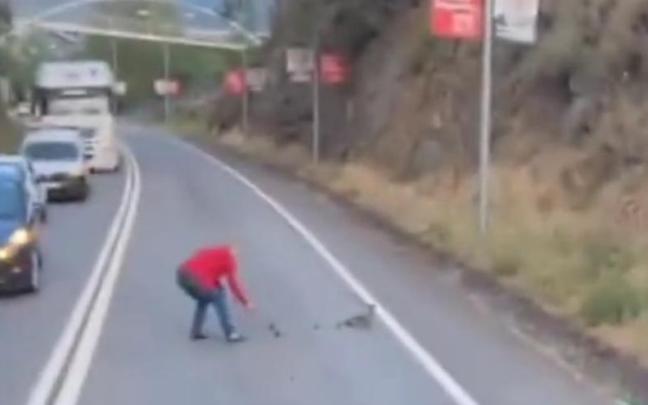 La conductora, protegiendo a la familia de patos. La conductora, protegiendo a la familia de patos.