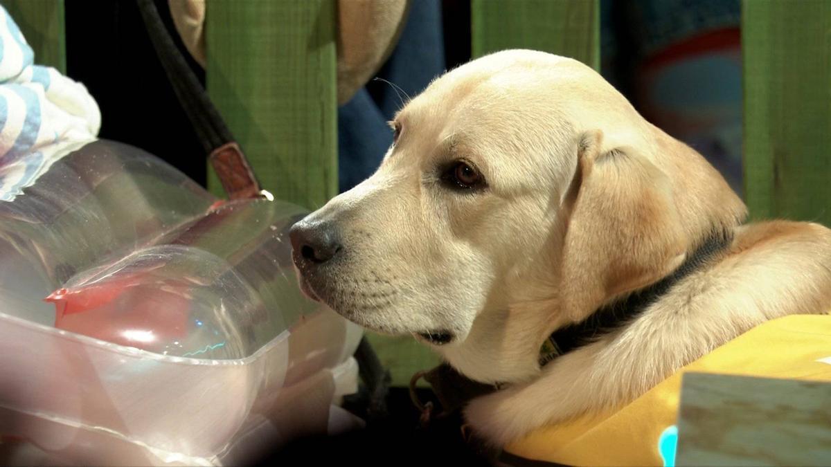 El perro guía que ha visitado La Revuelta