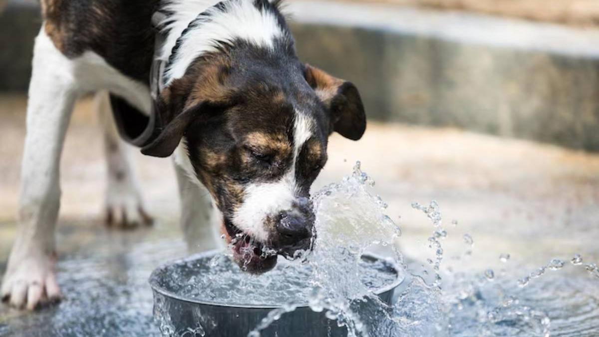 Los cuencos de agua de uso público, por muy limpios que parezcan a simple vista, pueden albergar una variedad de microorganismos potencialmente peligrosos