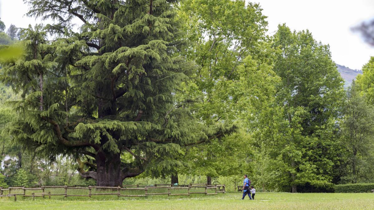 El Día Mundial de los Bosques es la excusa perfecta para visitar Bertiz.