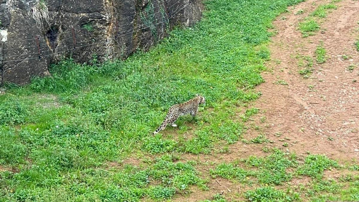 Leopardo persa en el Parque de Cabárceno.