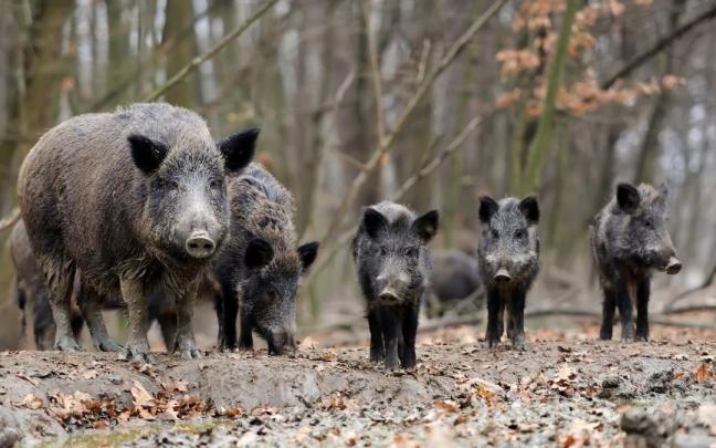Una piara de jabalíes
