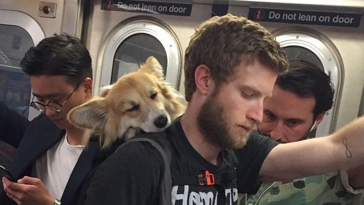 El creador de contenido Bryan Reisberg, que fomenta la adopción de perros con una curiosa iniciativa